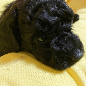 トイプードル(トイ)【福岡県・女の子・2025年7月12日・ブラック】の写真「真っ黒艶々の爆毛ちゃん♥️」