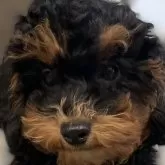 トイプードル(トイ)