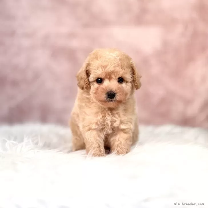 ビションプー(トイプードル×ビションフリーゼ)【茨城県・女の子・2025年10月26日・アプリコット】の写真1「生後４５日」