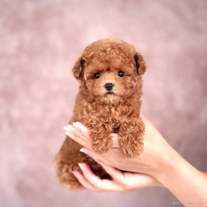 ID：2503-06332の子犬