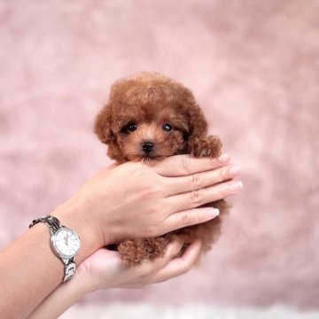 トイプードル(ティーカップ)【茨城県・男の子・2025年6月5日・レッド】の写真「穏やかな性格🌻とっても小さな男の子🐶❣️」