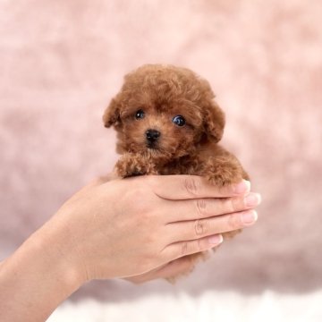 トイプードル(ティーカップ)【茨城県・男の子・2025年6月5日・レッド】の写真「穏やかな性格🌻とっても小さな男の子🐶❣️」