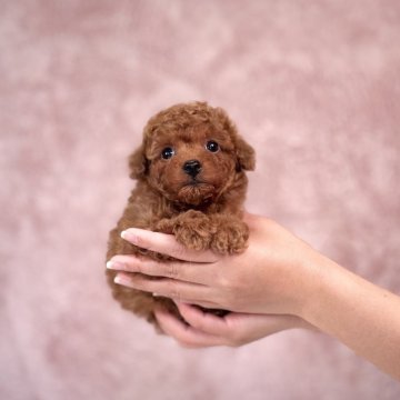 トイプードル(タイニー)【茨城県・女の子・2025年3月1日・レッド】の写真「大きいお目目の女の子🐶」