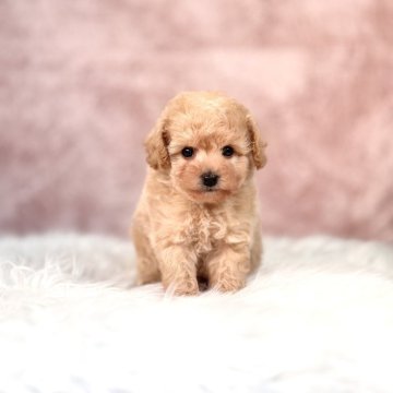 ビションプー(トイプードル×ビションフリーゼ)【茨城県・女の子・2025年10月26日・アプリコット】の写真「毛吹きが良くおっとりした性格の女の子🧸💕」