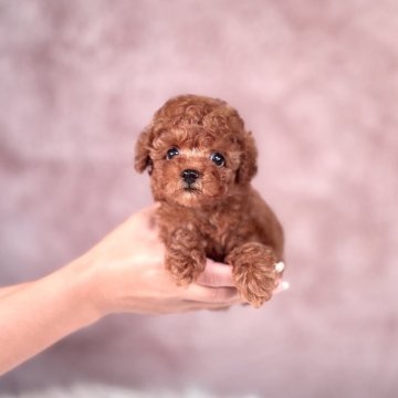 トイプードル(タイニー)【茨城県・男の子・2025年8月15日・レッド】の写真「目が大きく毛量が多くフワフワです🧸」