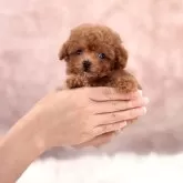 ティーカッププードル