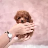 ティーカッププードル