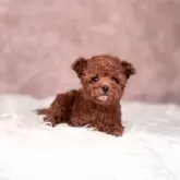 タイニープードル