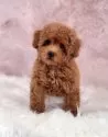 タイニープードル【茨城県・男の子・2024年9月8日・レッド】の写真3「生後８２日撮影🐶810g」