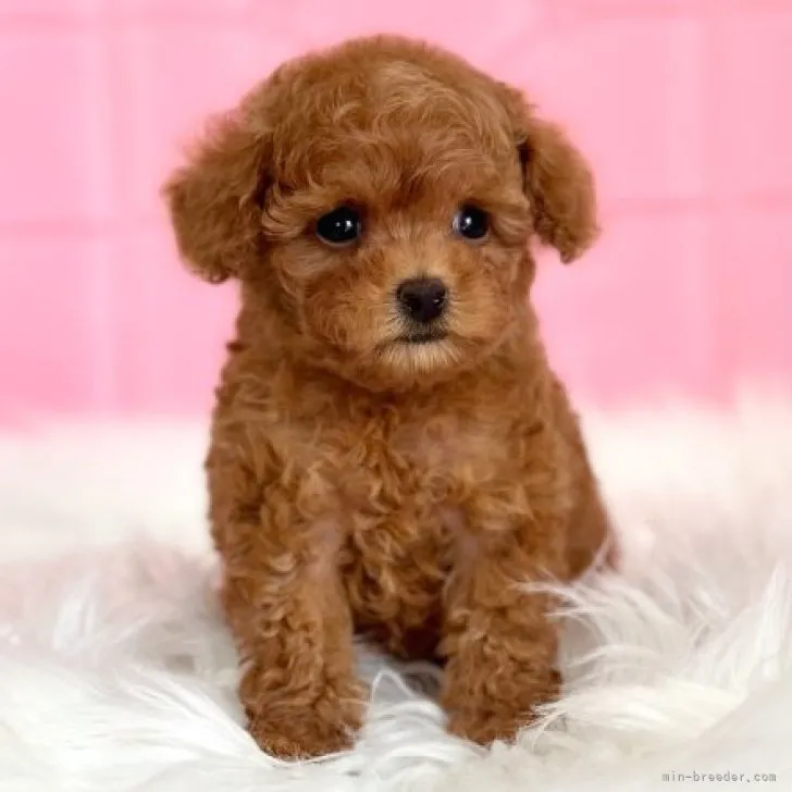 ID：2310-06705の子犬