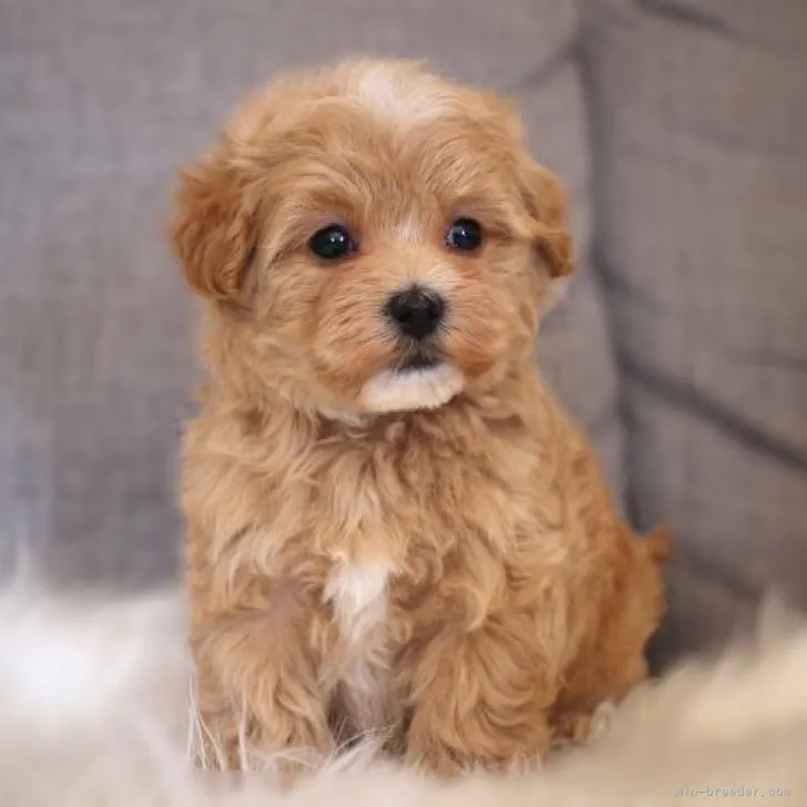 ID：2302-04623の子犬