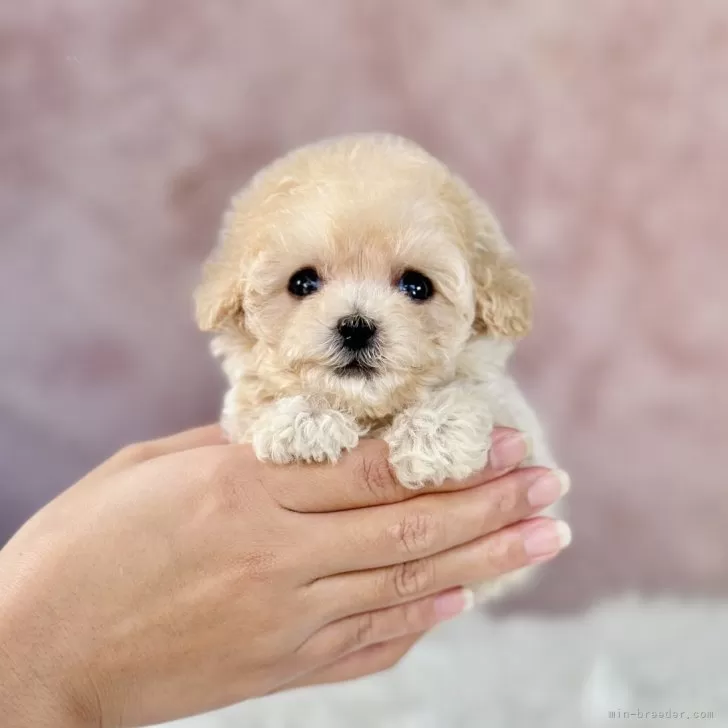 ID:2409-04119の子犬