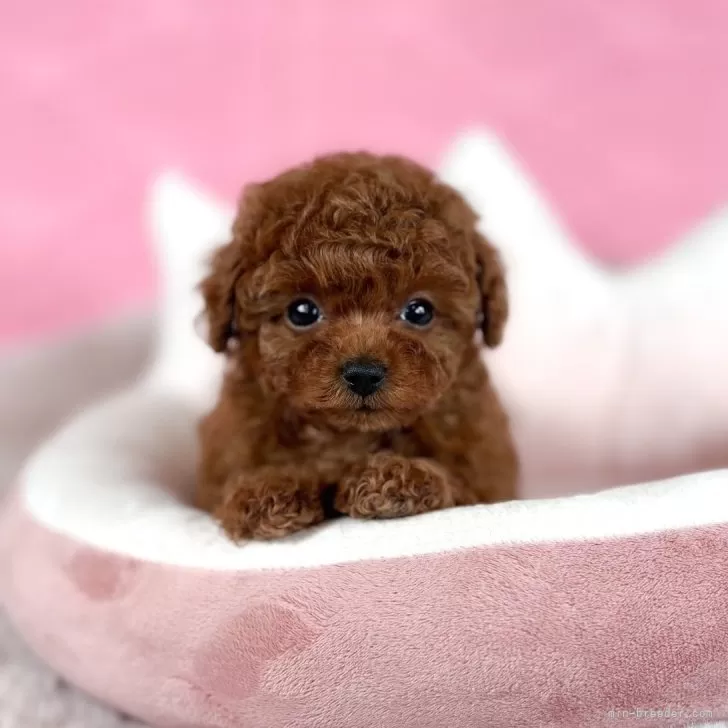 ID:2312-04986の子犬
