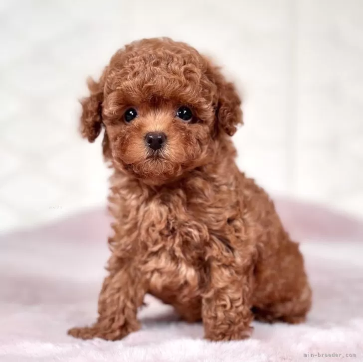 ID：2406-06185の子犬
