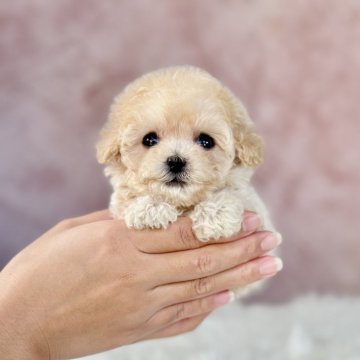 ビションプー(トイプードル×ビションフリーゼ)【茨城県・男の子・2024年7月31日・クリーム】の写真「極小サイズの男の子🌼」
