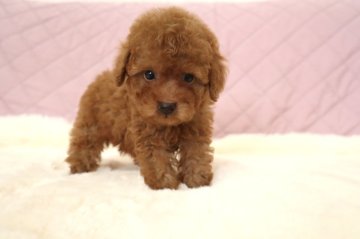 トイプードル(タイニー)【茨城県・男の子・2022年6月26日・レッド】の写真「小さめの男の子🐶❣️」