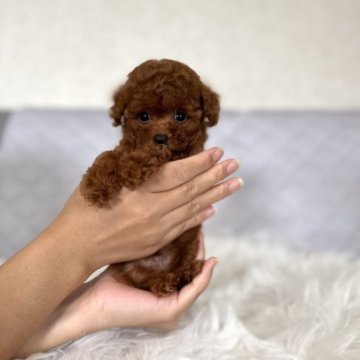 トイプードル(トイ)【茨城県・男の子・2023年5月21日・レッド フォーン】の写真「お目々がぱっちりな男の子🧸🫧」