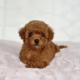 タイニープードル【茨城県・女の子・2024年3月20日・レッド】の写真1「生後６０日撮影📷体重７２０g🫧」