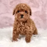 タイニープードル【茨城県・男の子・2024年9月8日・レッド】の写真8「生後８２日撮影🐶810g」