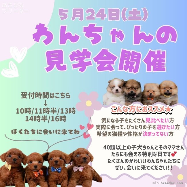 💐5/24(土)ワンちゃんの見学会開催💖｜朝比奈　杏奈(あさひな　あんな)ブリーダー(神奈川県・トイプードルなど・JKC登録)の紹介写真1