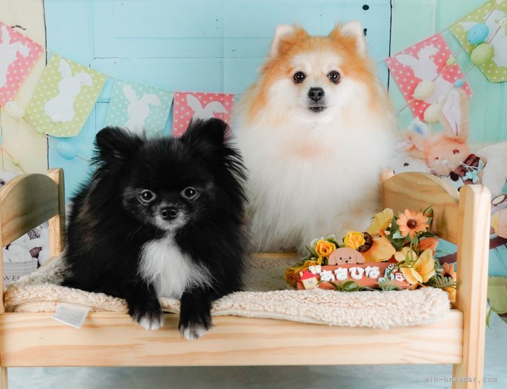 🐶看板犬たちです💕ぜひ、会いに来てください💓｜朝比奈　杏奈(あさひな　あんな)ブリーダー(神奈川県・トイプードルなど・JKC登録)の紹介写真2