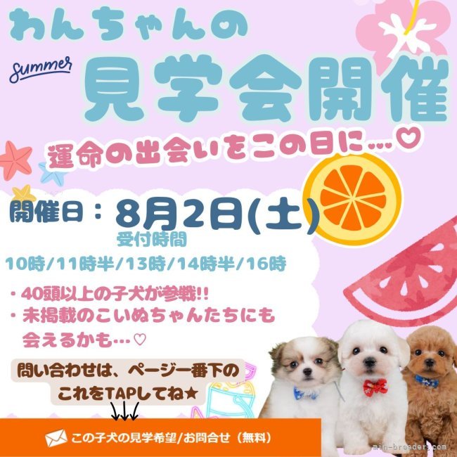 朝比奈杏奈ブリーダーのブログ：🐾🌴【8/2（土）限定！わんちゃんの見学会開催】