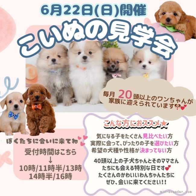 朝比奈杏奈ブリーダーのブログ：【6/22見学会】40頭以上の子犬に会える✨こいぬの見学会🐶