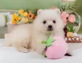 ポメラニアン【神奈川県・女の子・2024年11月24日・クリーム】の写真9「ご家族でご来店が難しい方や営業時間内で会いに来れない方には特にオンライン見学がおすすめ🌟」