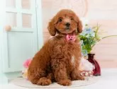 トイプードル(トイ)【神奈川県・女の子・2024年10月28日・レッド】の写真11「ご家族でご来店が難しい方や営業時間内で会いに来れない方には特にオンライン見学がおすすめ🌟」