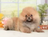 ポメラニアン【神奈川県・女の子・2025年10月2日・オレンジ】の写真4「当日見学OK！！まずは、お気軽にご連絡ください🎶」