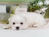 マルチーズ【神奈川県・男の子・2025年10月22日・ホワイト】の写真10「ご家族でご来店が難しい方や営業時間内で会いに来れない方には特にオンライン見学がおすすめ🌟」
