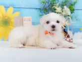 マルチーズ【神奈川県・男の子・2024年10月8日・ホワイト】の写真10「ご家族でご来店が難しい方や営業時間内で会いに来れない方には特にオンライン見学がおすすめ🌟」