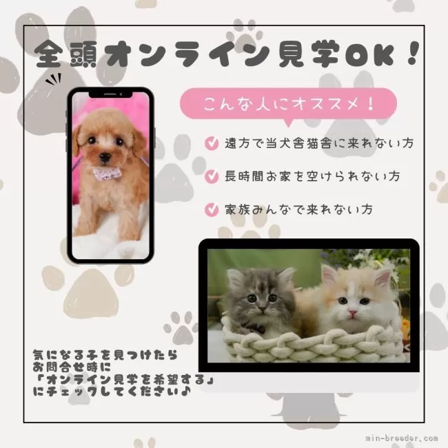 トイプードル巣立ち | ちゅらちゃんハウス