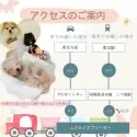 ミニチュアダックスフンド(ロング)【神奈川県・女の子・2024年10月12日・ブラックタン】の写真11「🚃アクセス良好🚙電車でもお車でも来店しやすいです🐾」