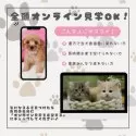 ポメラニアン【神奈川県・女の子・2025年3月6日・オレンジ】の写真12「🛫遠方の方はオンライン見学もOK🚄お持ちのケータイで簡単に今のワンちゃんの様子を見れます💖」