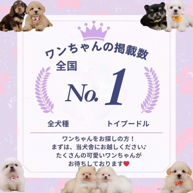 めだかと柴犬、ポメラニアン、トイプードル、シーズ、マルチーズ、チワワパネル生地 ポメラニアン・柴犬・パグ・マルチーズ・シーズチワワパネル