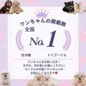 タイニープードル【神奈川県・女の子・2025年3月2日・レッド】の写真12「🐾👑掲載頭数全国No.1👑🐾たくさんのワンちゃんをご紹介できます🐶まずは当犬舎に！！」