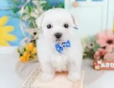 マルチーズ【神奈川県・男の子・2025年2月22日・ホワイト】の写真7「🐶複数頭見学🐶大歓迎🎉一度の見学で他のワンちゃんたちも見れます💕」