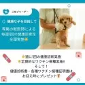 ミニチュアダックスフンド(ロング)【神奈川県・女の子・2025年3月5日・シルバーダップル】の写真14「💉全頭健康診断実施済み💉毎週専属の獣医師がワンちゃんの体調チェックをしています」