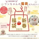 トイプードル(トイ)【神奈川県・女の子・2024年10月28日・レッド】の写真5「🎍1/2～福袋をプレゼント🎁成約特典はもちろん、来店特典もございます♪」