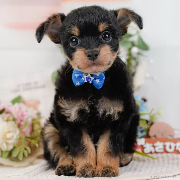 A.H 様のお迎えした子犬