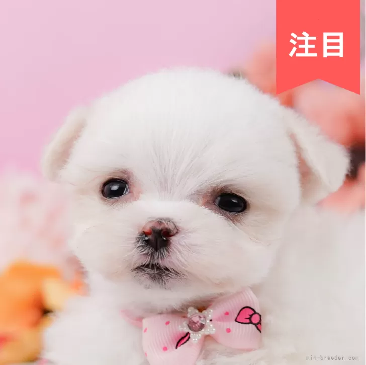 マルチーズ【神奈川県・女の子・2025年1月23日・ホワイト】の写真1「かわいい子犬の画像や当犬舎の情報を掲載しています💖是非、見てください🎶」