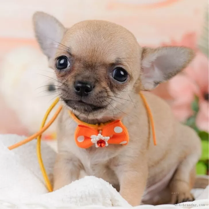 ID:2506-05136の子犬