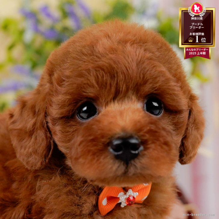 リクエストトイプードル作品 ❥ ❥ 🐶ぎんくん/トイプードル🐾໊