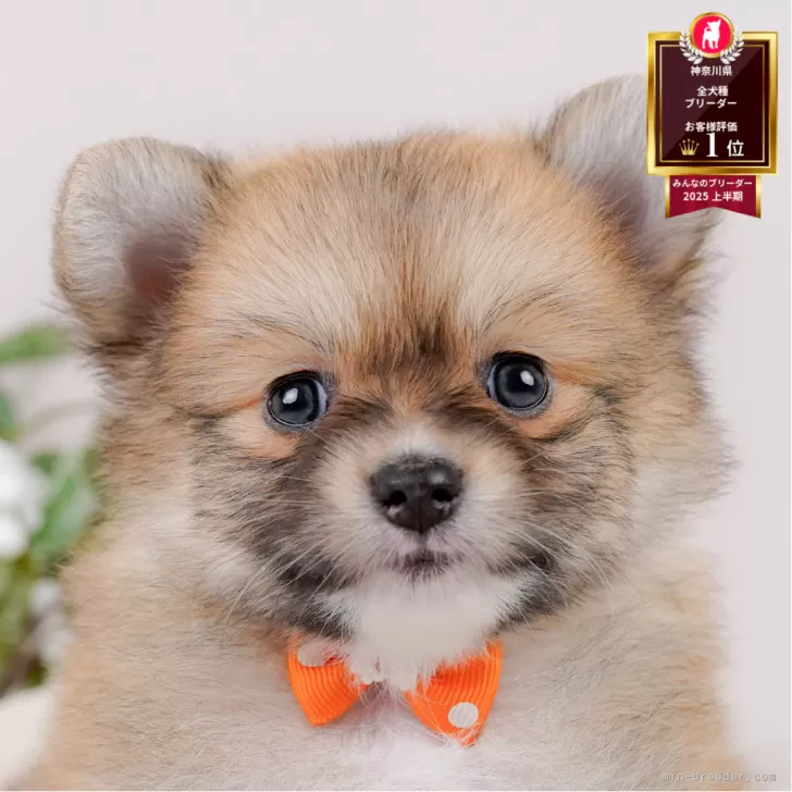 きょん 様のお迎えした子犬