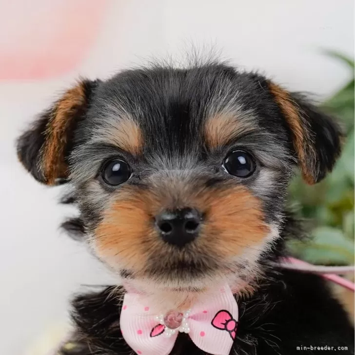 ID:2502-06718の子犬