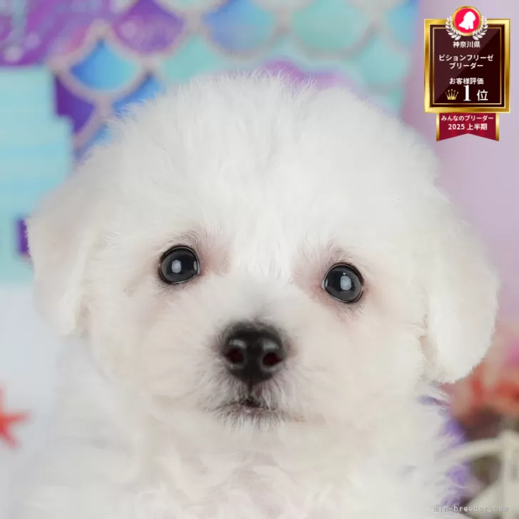 ビションフリーゼ【神奈川県・男の子・2025年8月5日・ホワイト】の写真1「かわいい子犬の画像や当犬舎の情報を掲載しています💖是非、見てください🎶」
