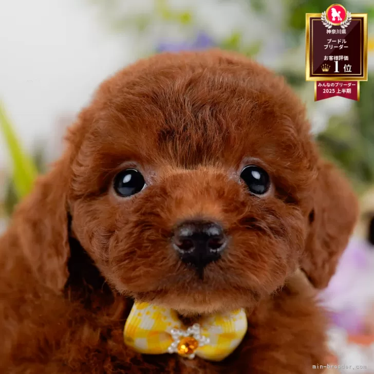 A.A 様のお迎えした子犬