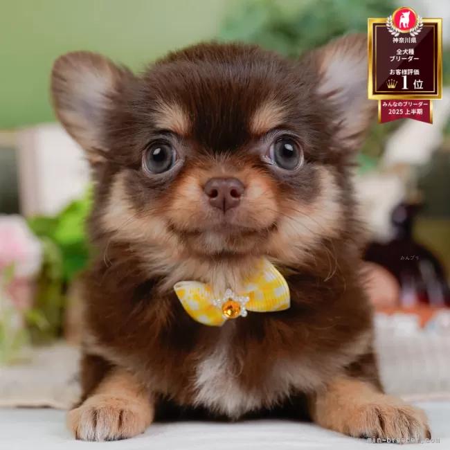 チワワ(ロング)【神奈川県・女の子・2025年8月31日・チョコレート&amp;タン】の写真1「かわいい子犬の画像や当犬舎の情報を掲載しています💖是非、見てください🎶」