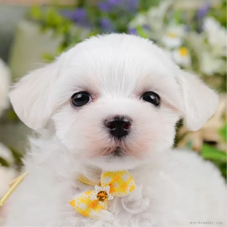 S.M 様のお迎えした子犬